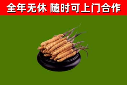 右玉回收冬虫夏草